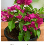 Flower Plants