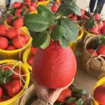Thai Red Pomelo Plant (Batabi Lebu) – Sweet Juicy Red Pomelo Fruit Tree for Home Garden | Uglaoo