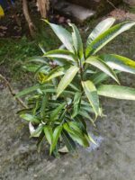 Guifei Mango Plant – Premium Exotic Sweet Mango Tree for Home Garden | Uglaoo - Image 8