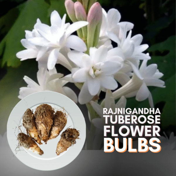 Rajnigandha Multipetals Tuberose Flower Bulbs (Polianthes Tuberosa) – Pack of 20 | Uglaoo