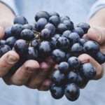 Black Grapes Plant – Sweet Juicy Seedless Grape Vine for Home Garden | Uglaoo - Image 2