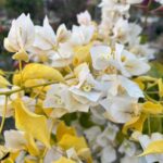 Albino White Bougainvillea Plant – Ultra Rare Pure White Flowering Climber | Uglaoo - Image 7