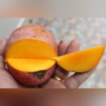 Guifei Mango Plant – Premium Exotic Sweet Mango Tree for Home Garden | Uglaoo - Image 4