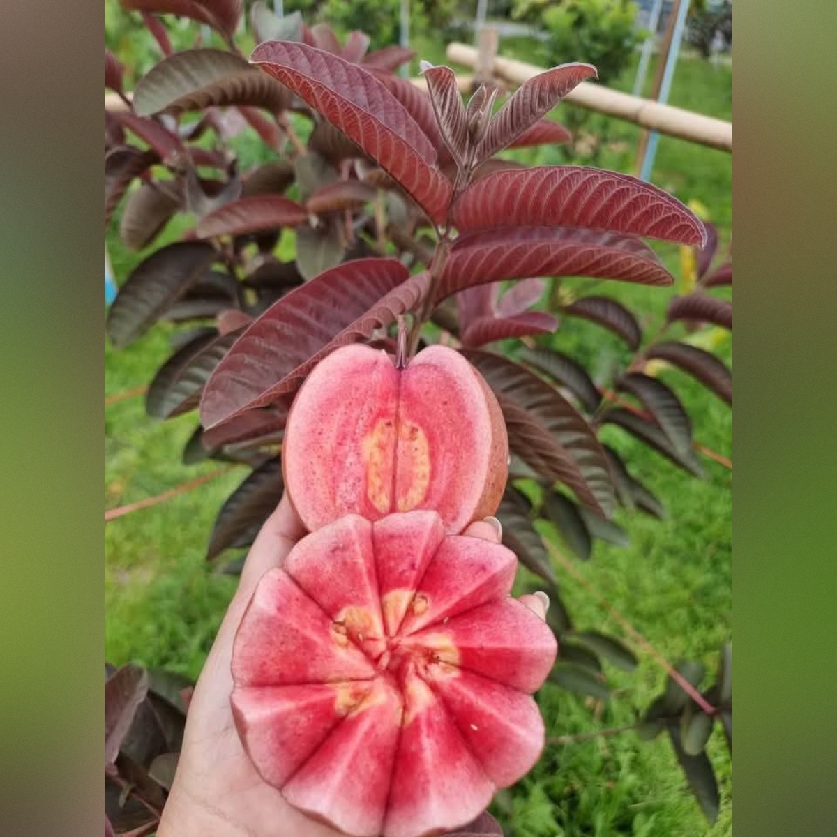 square-image (41) Black Diamond Guava Plant – Rare Dark-Skinned Sweet Guava Tree for Home Garden | Uglaoo - Image 1