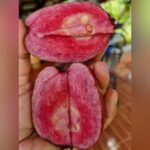 Black Diamond Guava Plant – Rare Dark-Skinned Sweet Guava Tree for Home Garden | Uglaoo - Image 5