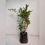 Super Bhagwa Pomegranate Plant – High Yield Sweet Red Anar Plant for Home Garden | Uglaoo - Image 5