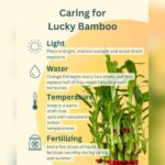 3 Layer Lucky Bamboo Plant – Good Luck Indoor Plant for Home & Office | Uglaoo - Image 2