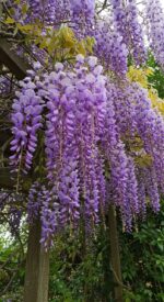 Japanese Wisteria Vine
