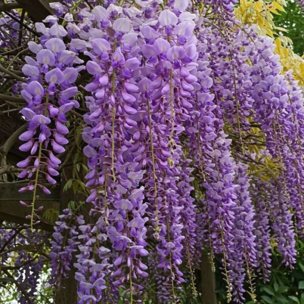 Japanese Wisteria Vine