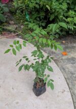 Japanese Wisteria Vine - Image 2