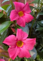 Mandevillea flower vines - Image 2
