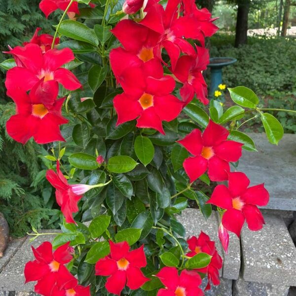 Mandevillea flower vines
