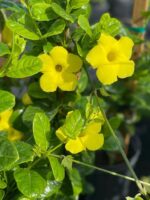Mandevillea flower vines - Image 4
