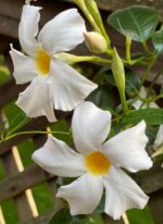 Mandevillea flower vines - Image 5