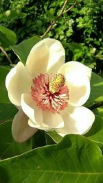 Magnolia Grandiflora