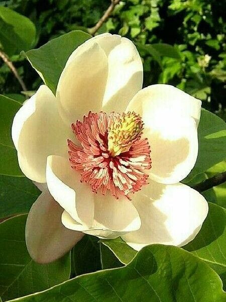 Magnolia Grandiflora