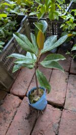 Magnolia Grandiflora - Image 3
