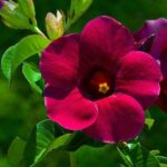Allamanda Plant - Image 2