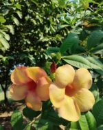 Allamanda Plant