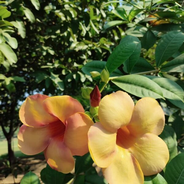 Allamanda Plant
