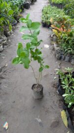 Allamanda Plant - Image 7