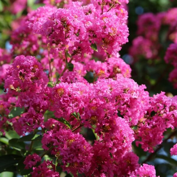 Crepe Myrtle