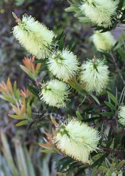 Bottle Brush