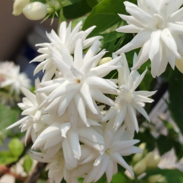 Star Jasmine