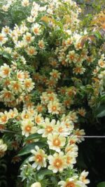 Lemon Vine - Image 2