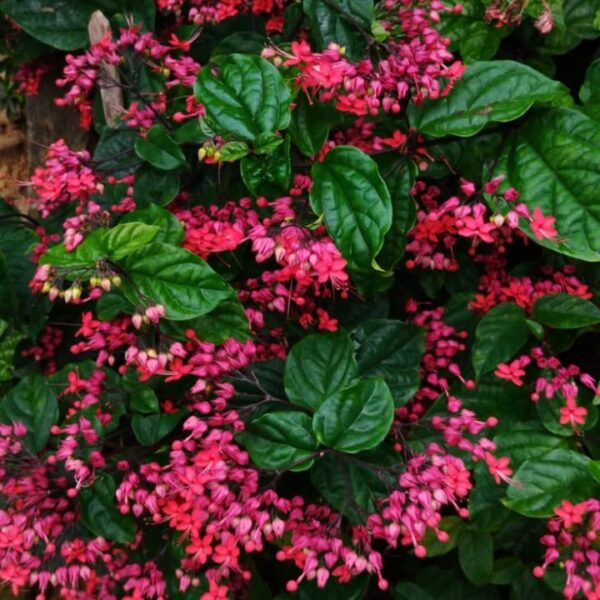Bleeding Heart Red