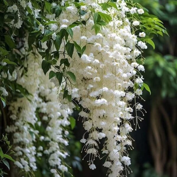 Manimulla Jasmine/ Christmas Jasmine