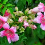Tacoma Flower Plant - Image 2