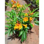 Tacoma Flower Plant - Image 3