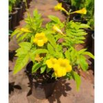 Tacoma Flower Plant - Image 4