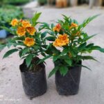 Tacoma Flower Plant