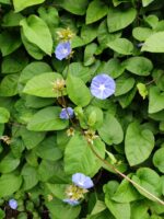Blue Cluster Vine - Image 4