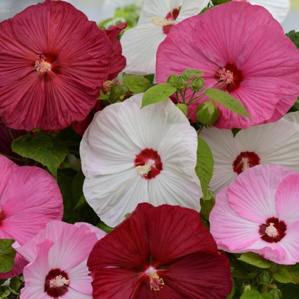 Luna Hibiscus