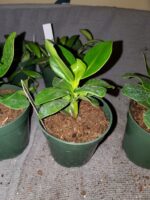 Autograph(Clusia Rosea) Tree - Image 6