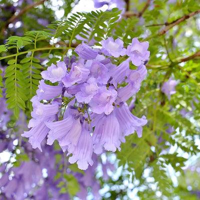 Jacaranda Flower Plant