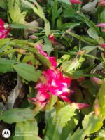 Zygo Cactus - Image 3
