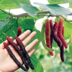 Long Mulberry Plant - Image 3