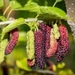 Long Mulberry Plant