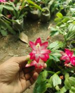 Zygo Cactus