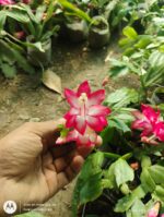 Zygo Cactus - Image 5