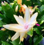 Zygo Cactus - Image 4