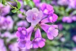 Garlic Vine Plant - Image 2