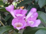 Garlic Vine Plant