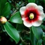 Autograph(Clusia Rosea) Tree - Image 2