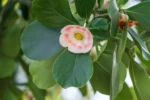 Autograph(Clusia Rosea) Tree - Image 4