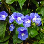 Blue Cluster Vine - Image 2
